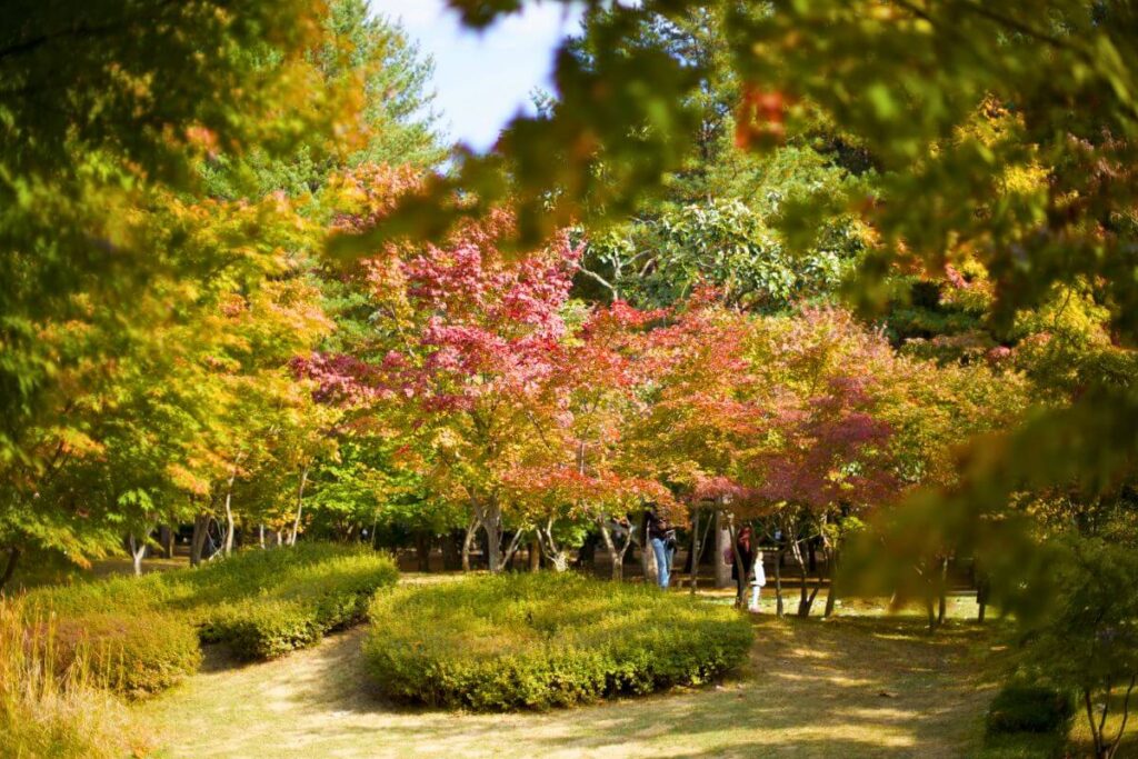 Trees covered in red and yellow leaves on Nami Island.