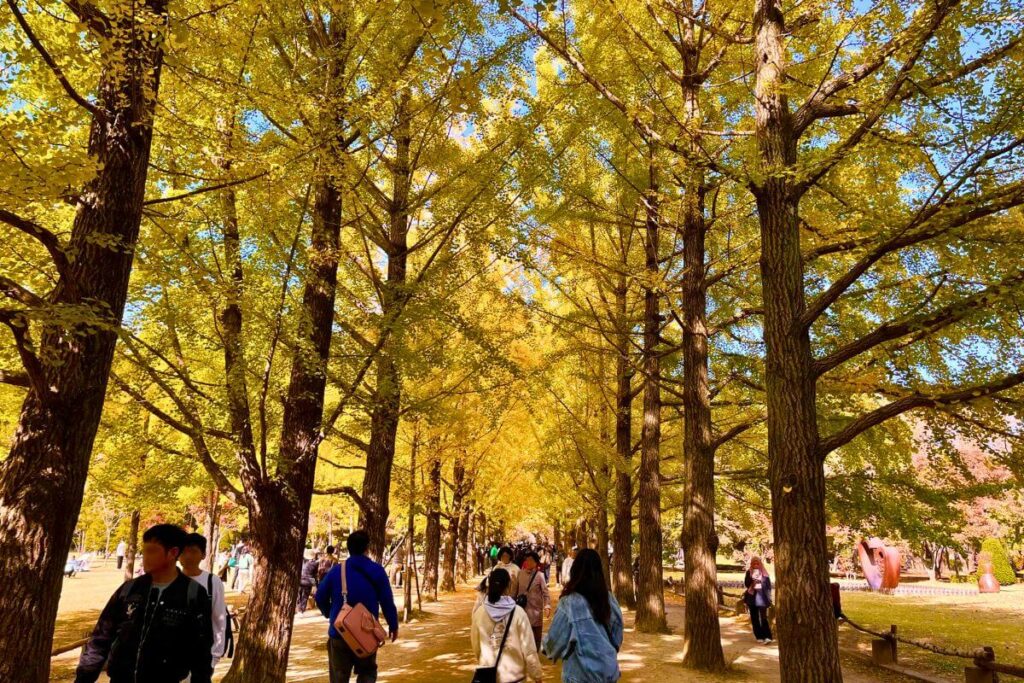 Crowded walkway lined with autumn trees on Nami Island.
