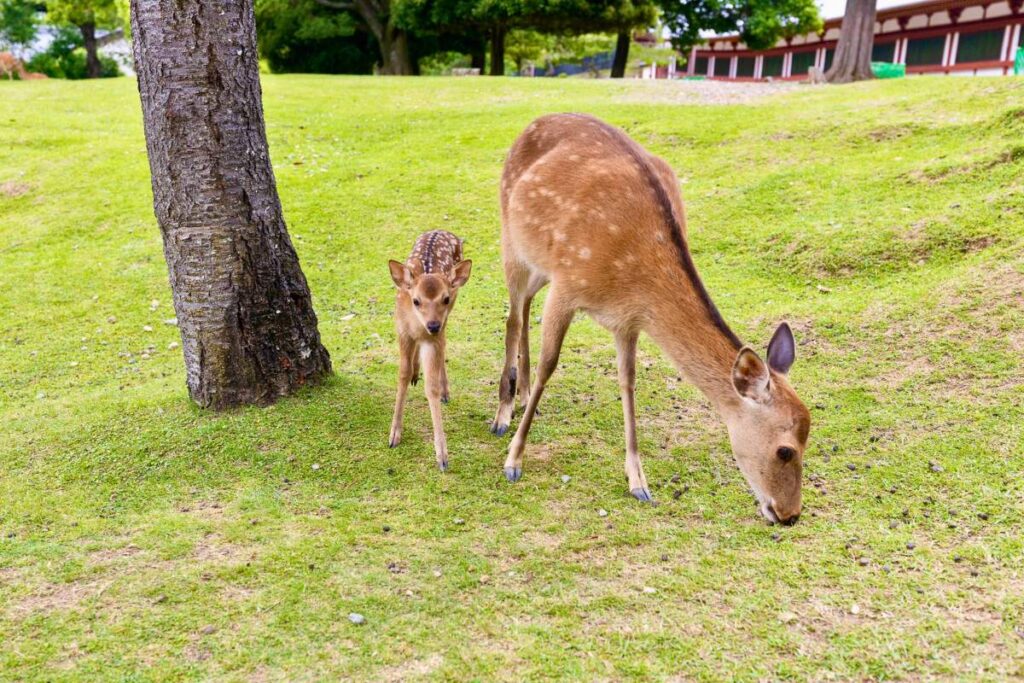 Fawn and mother deer eating grass at the park in Nara.