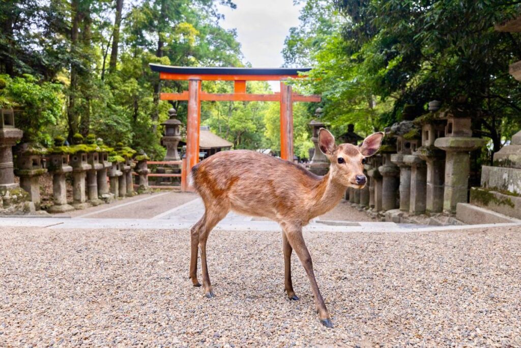 A small deer standing in front of a red/orange torii gate in Nara.