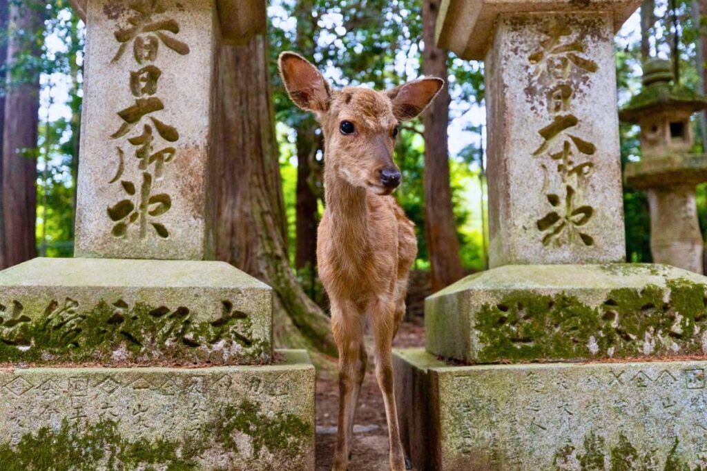 A small deer standing between two stone lanterns in Nara, Japan.