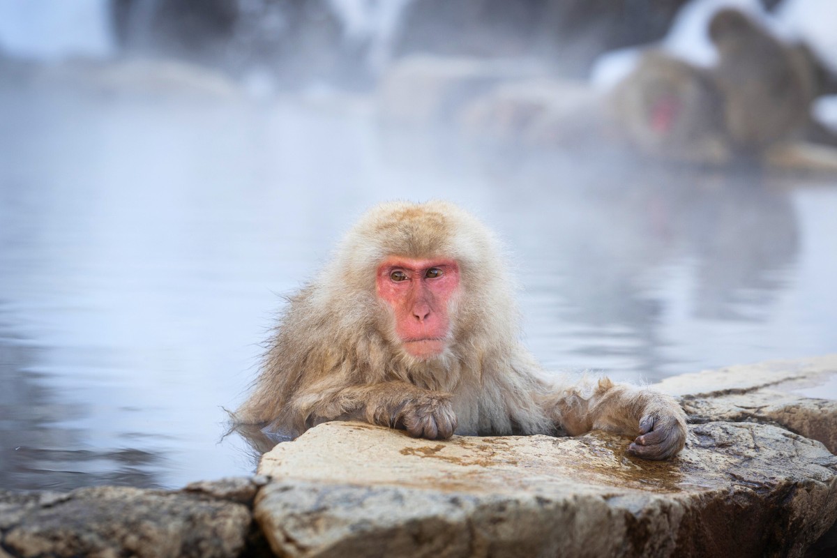 A close up shot of a snow monkey sitting in a hot spring.