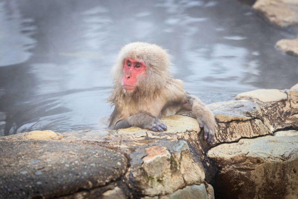 A snow monkey looking off to the side while bathing in a hot spring.
