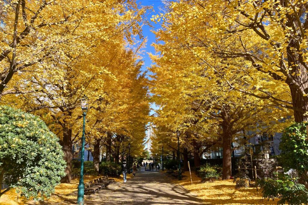 Tokyo in Fall Trees in Tokyo covered with yellow leaves.