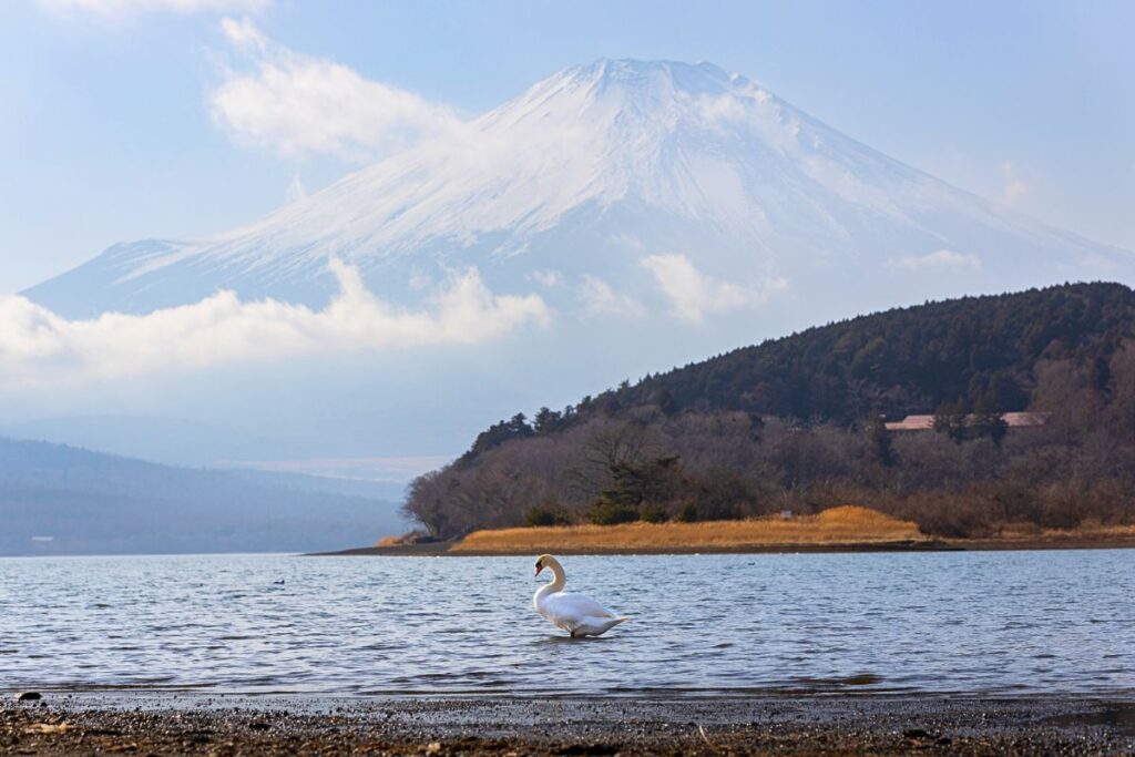 A white swan gliding along Lake Yamanaka with Mount Fuji in the background.