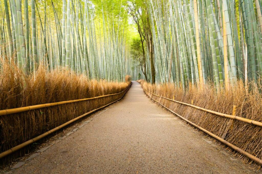 Pathway leading through the bamboo grove in Arashiyama, Kyoto.