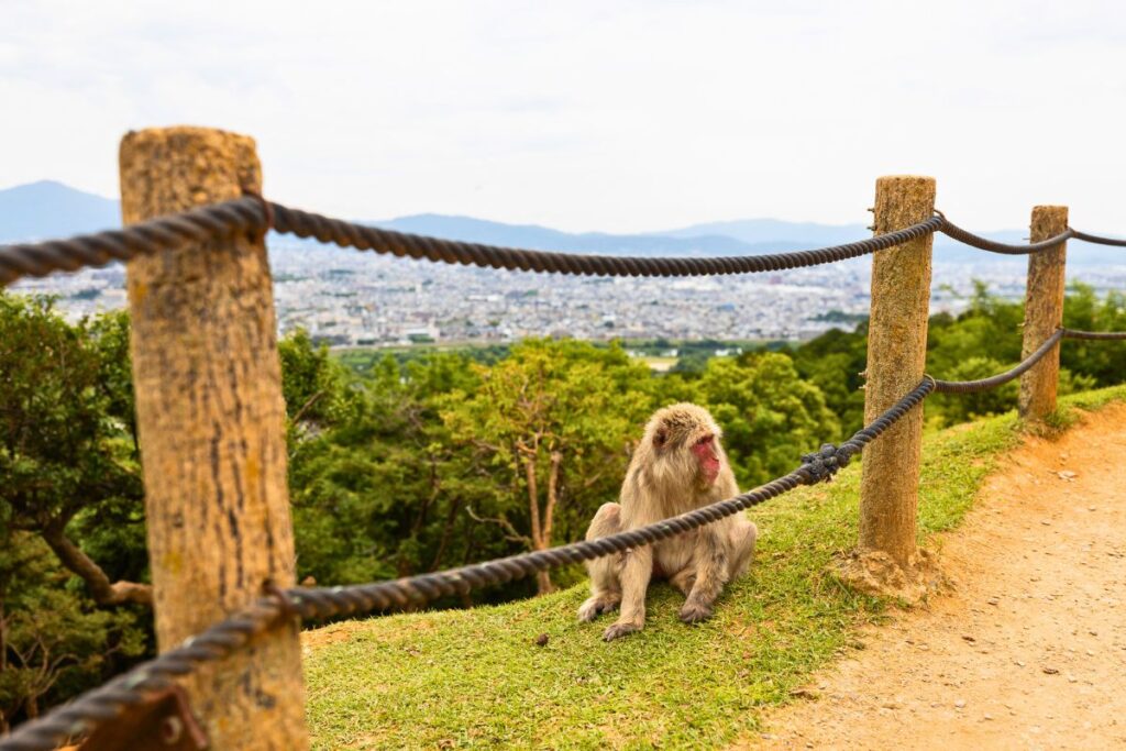A monkey sitting the grass with a view of Kyoto in the background.