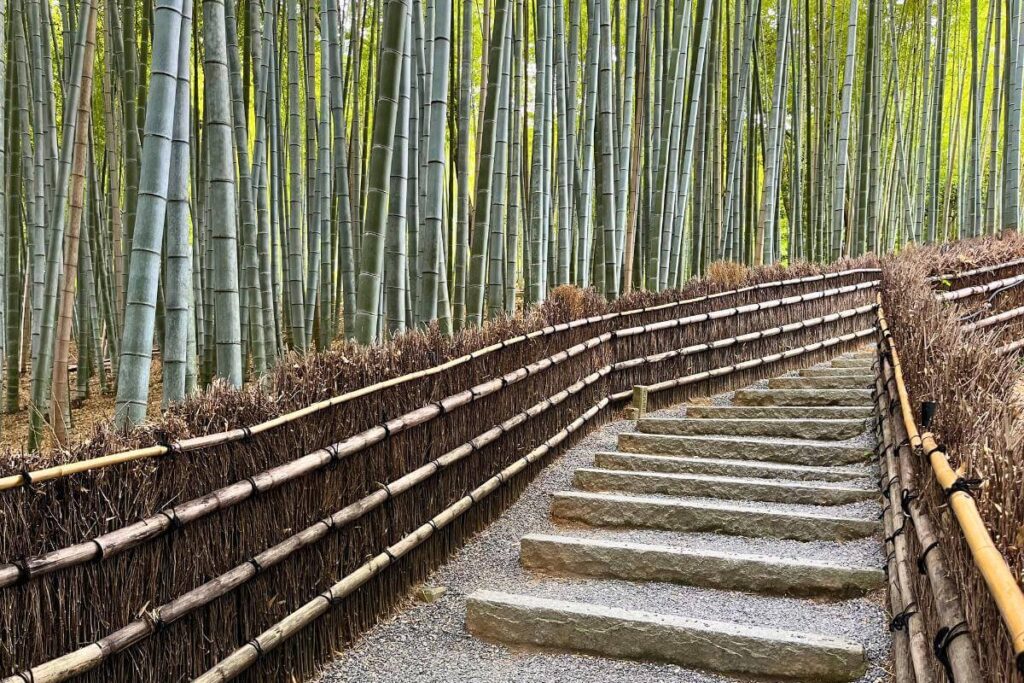 Stone path leading into a green bamboo forest