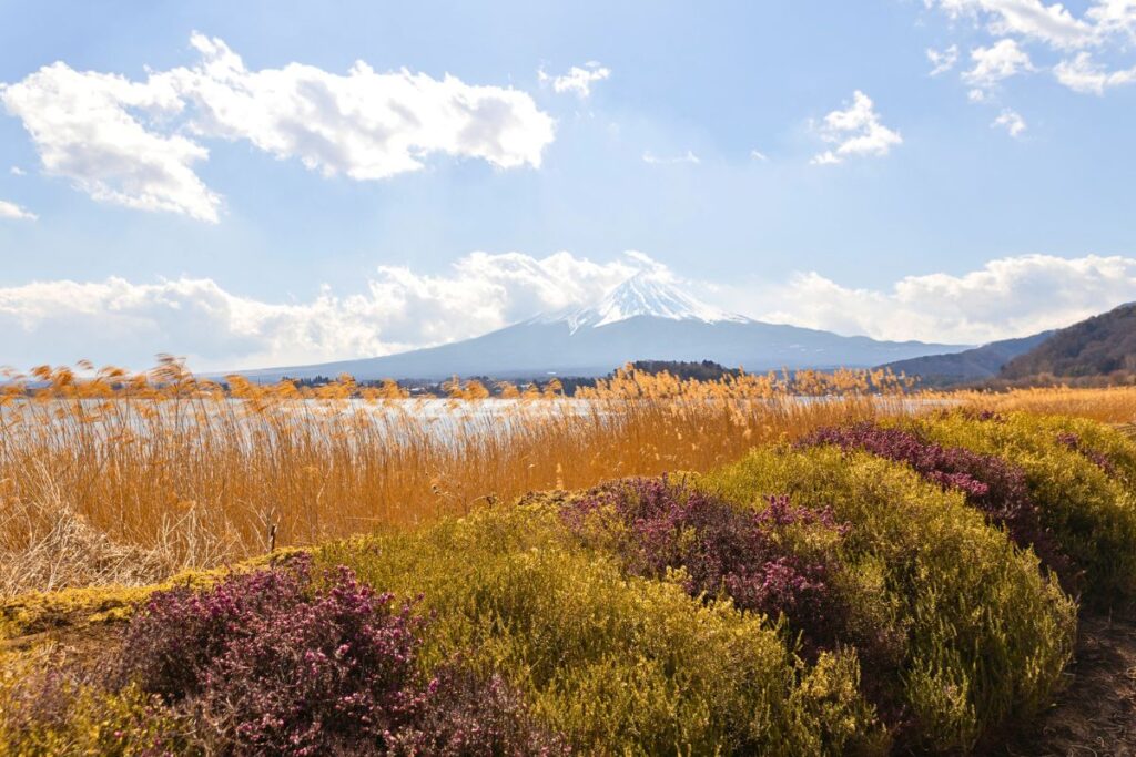 Lake Kawaguchi with a snow capped Mount Fuji in the background and green and purple shrubs and hay in the foreground.