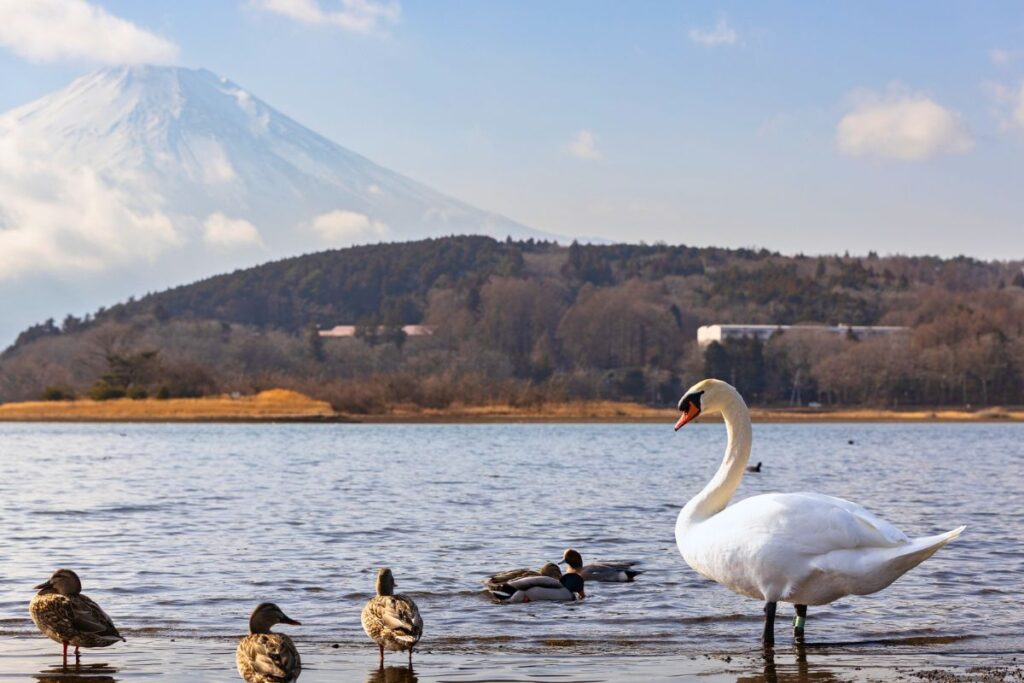 A white swan and a family of ducks at Lake Yamanaka with Mount Fuji in the background.